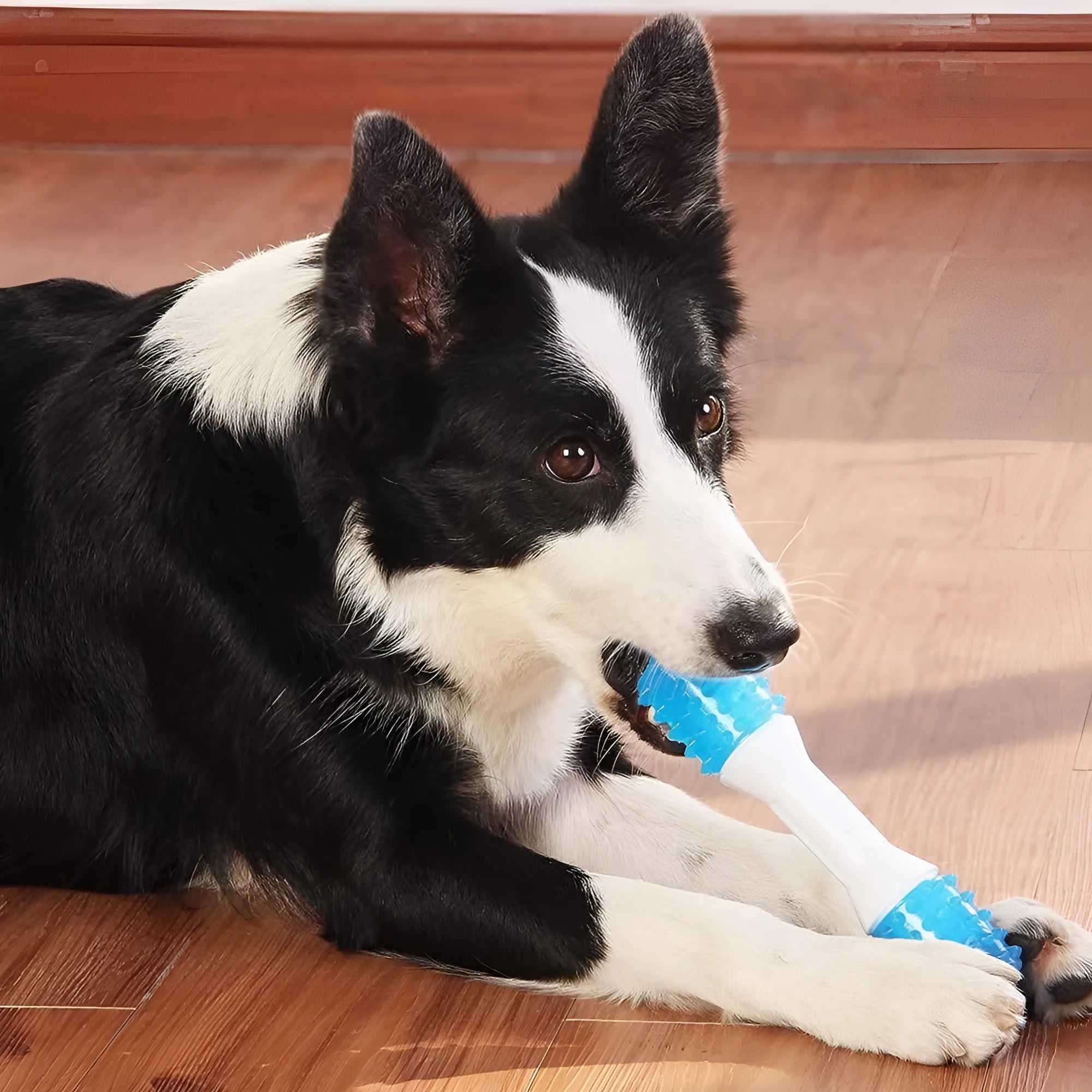 Dual-colour puppy teething chew toy for dogs aged 2-8 months in TPR rubber