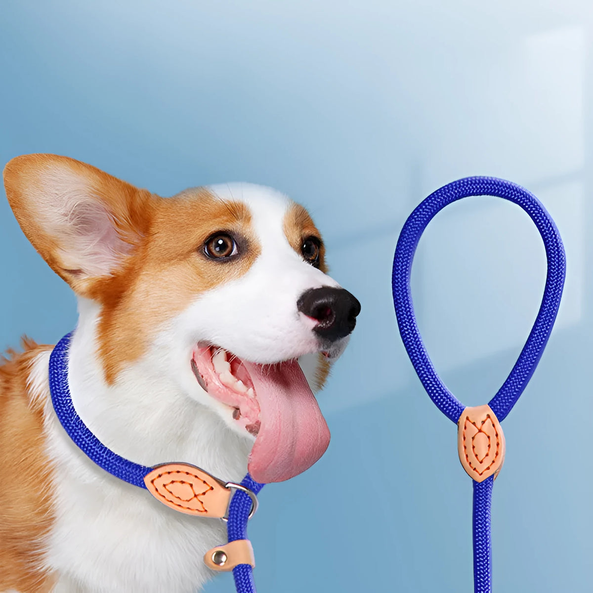 Blast race training 4-in-1 dog leash and automatically tightening collar set in multiple colour options