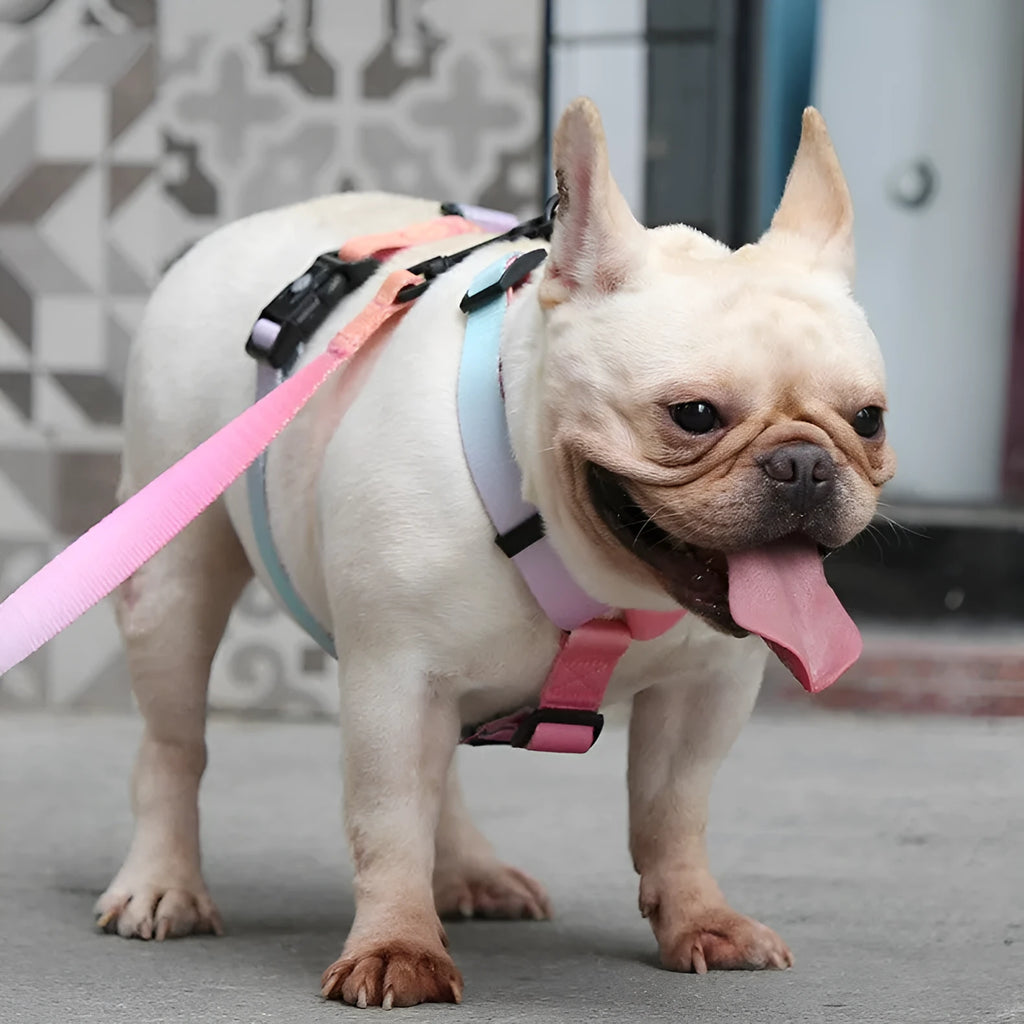 Gradient colour pet chest strap for dogs in polyester with S M L sizing options