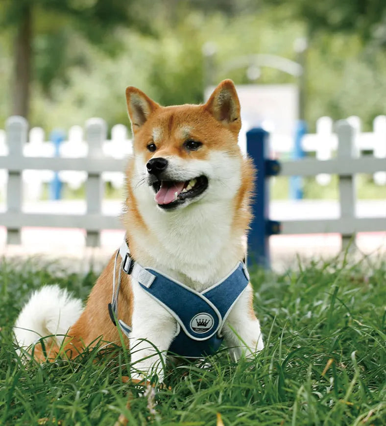 Adjustable dog harness with breathable mesh and chest strap in multiple colour options