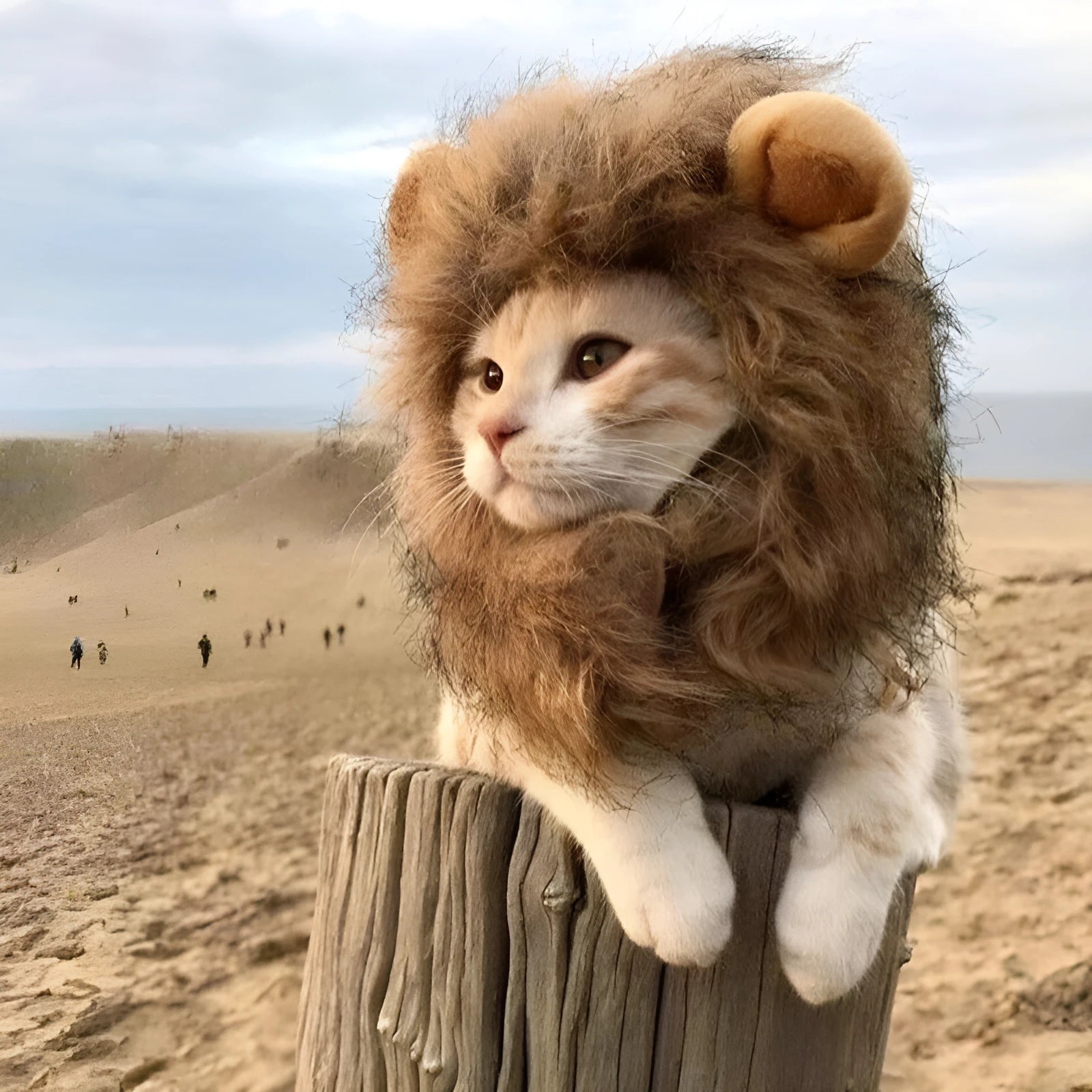 Soft lion mane wig with plush ears for cats and small dogs on a grey background.