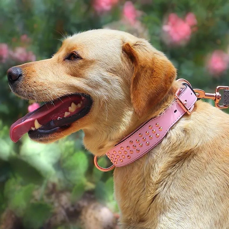 Leather dog collar with anti-bite rivets in black, chocolate, or pink colours