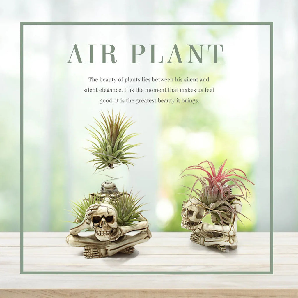 Gothic skull design resin bracket for tillandsia plants with iron base