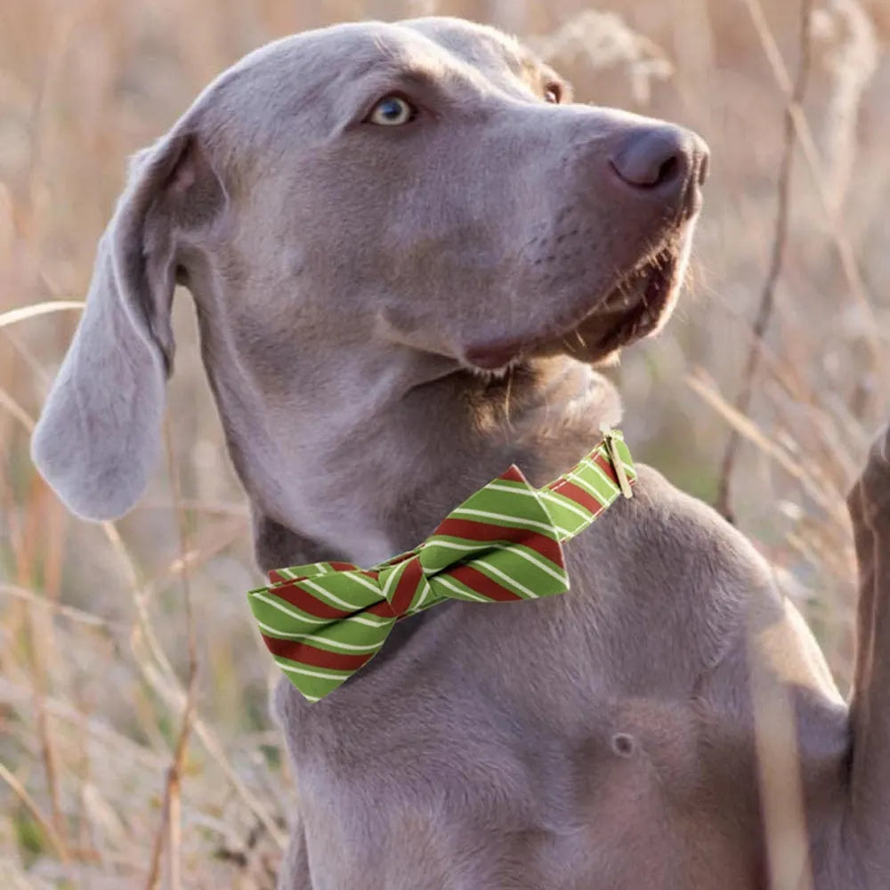 Striped polyester dog collar in Candy Green with matching bow knot, anti-lost buckle, adjustable XS size