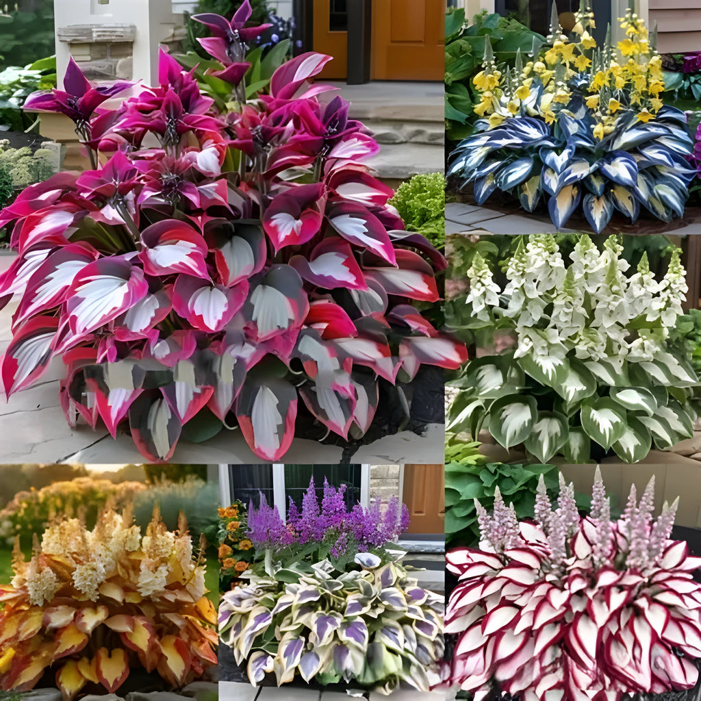 Coloured leaves jade barrettes flower seeds in OPP packaging, 50 tablets.