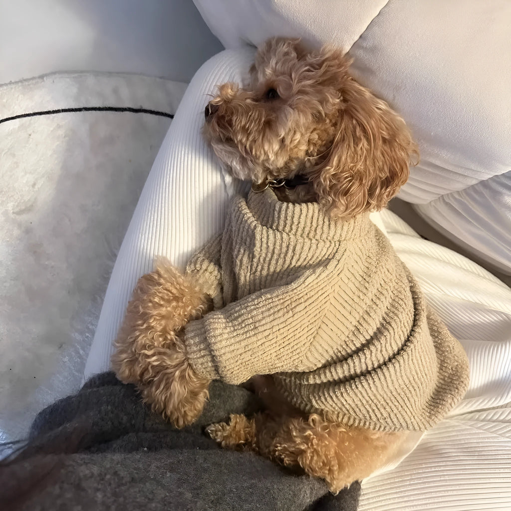 Brown knitted dog sweater pullover for small breeds like Bichon or Pomeranian on a white background