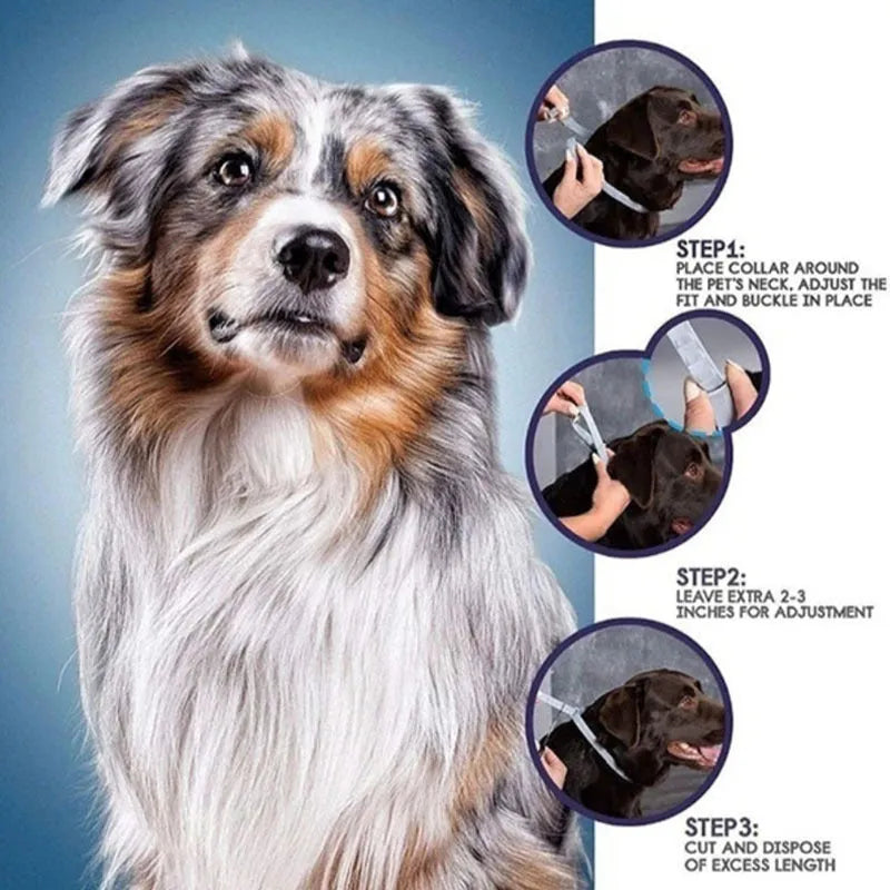 Rainbow plastic pet flea collar for cats and dogs showing 38cm and 62cm size options