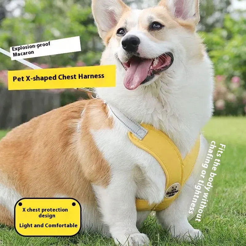 Adjustable dog vest harness with attached hand holding rope in blue colour on S size