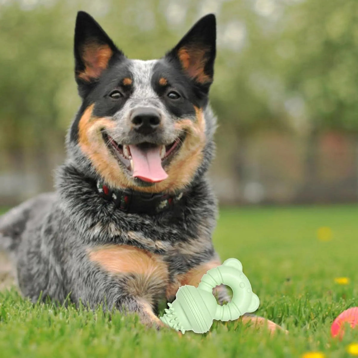 Blue rubber dog chew toy with textured surface and bell feature for teeth cleaning and play