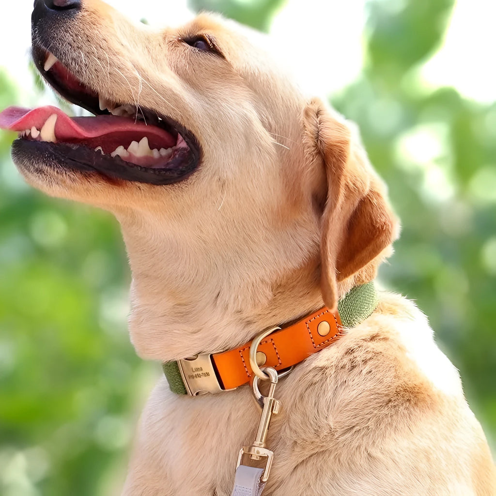 Small dog mohair collar and lead set with detachable neck ring in mo landi green with white lettering.