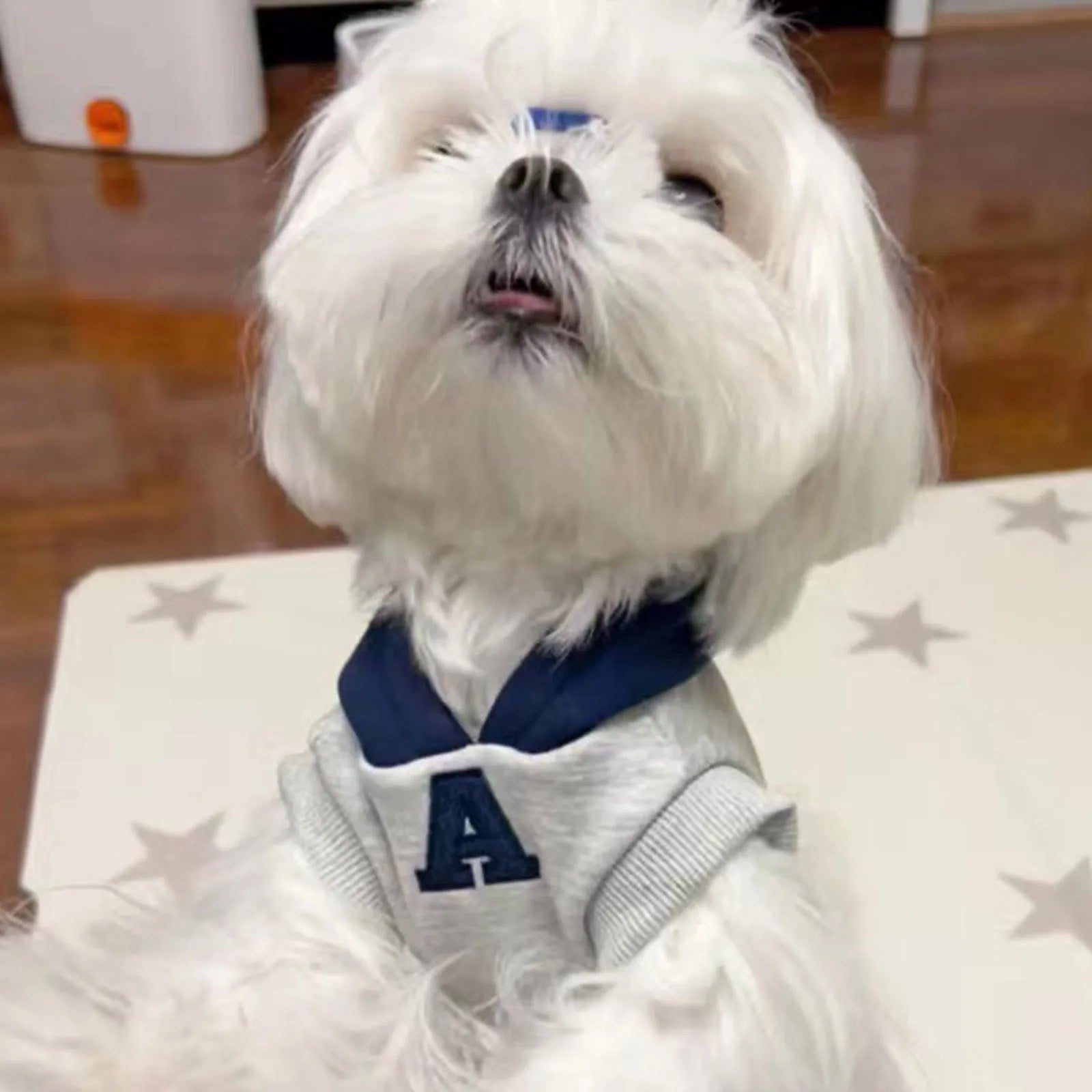 Blue and grey-white pet sweater with reflective letters for cats and dogs