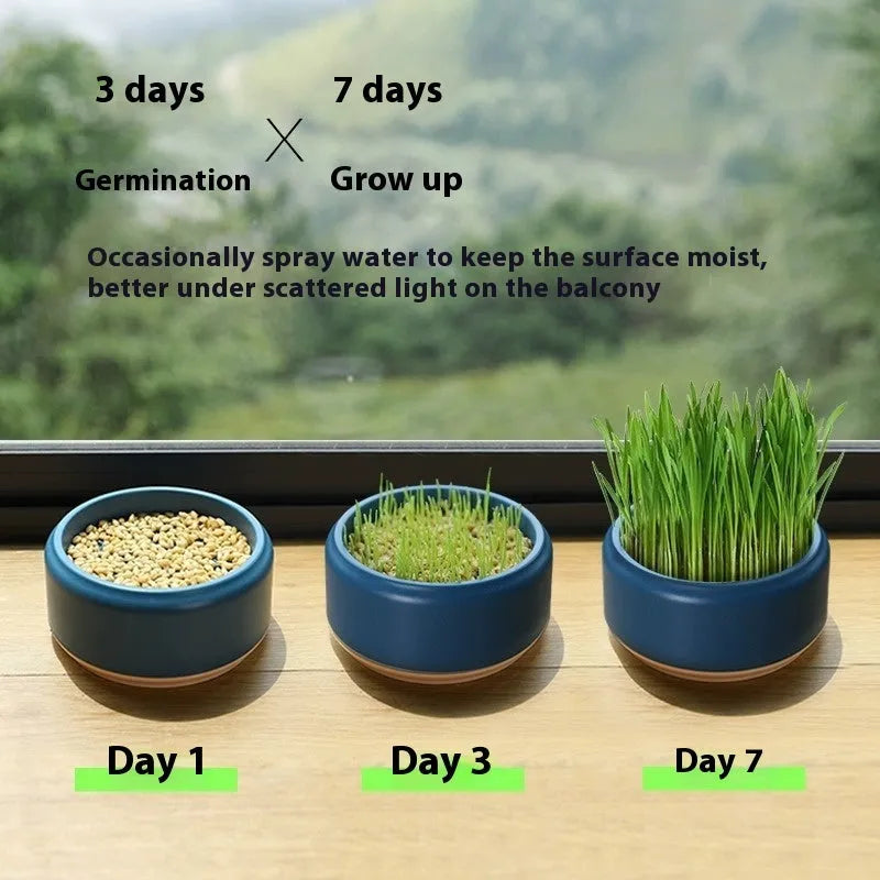 Hydroponic cat grass kit with coloured plastic cups and wheatgrass seeds for soilless indoor growing