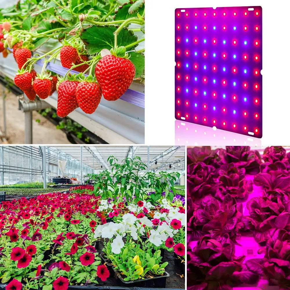 D-section bare board LED plant growth light with aluminium shell and hooks for indoor fruit and vegetable cultivation
