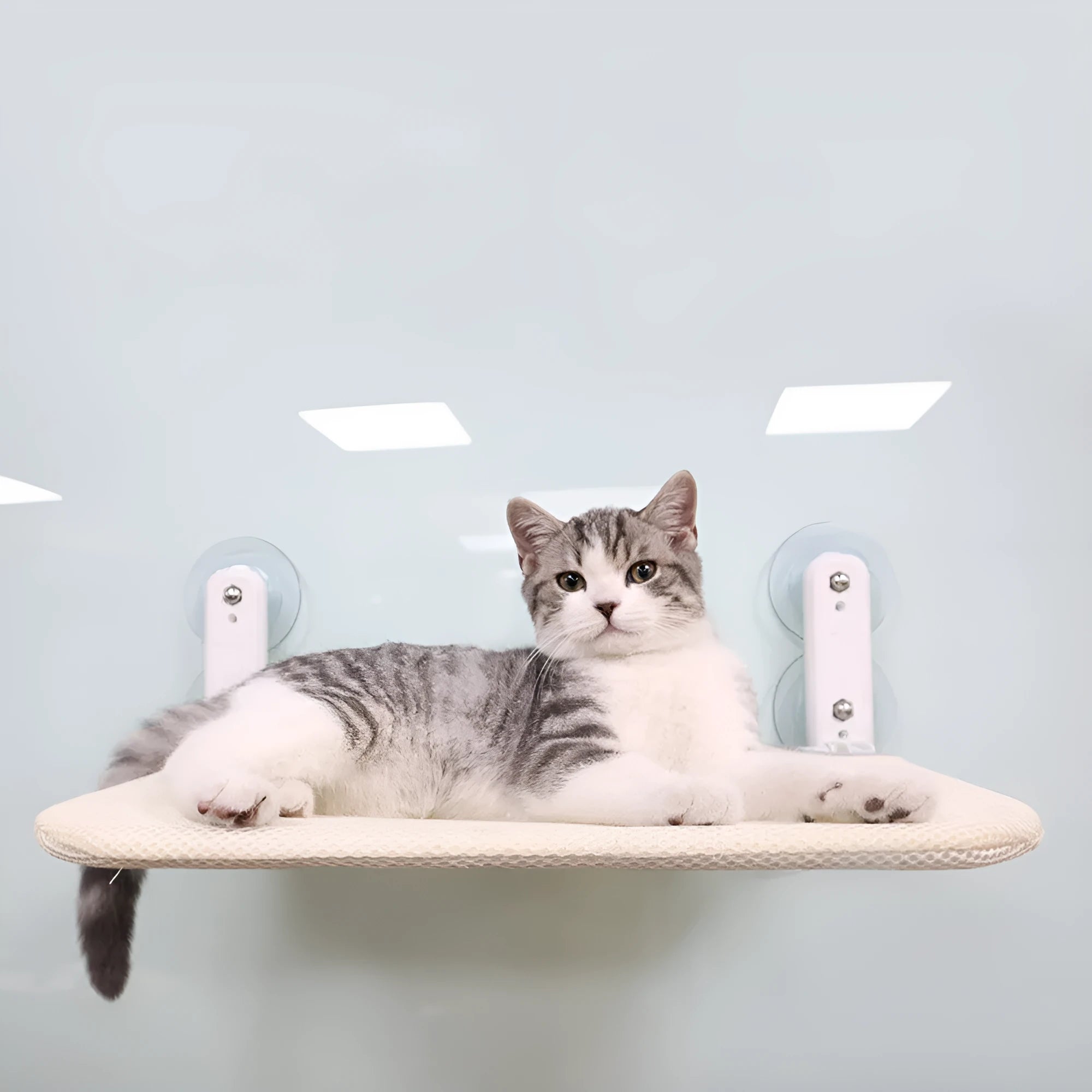 Cat resting on a grey mesh window hammock attached with stainless steel suction cups