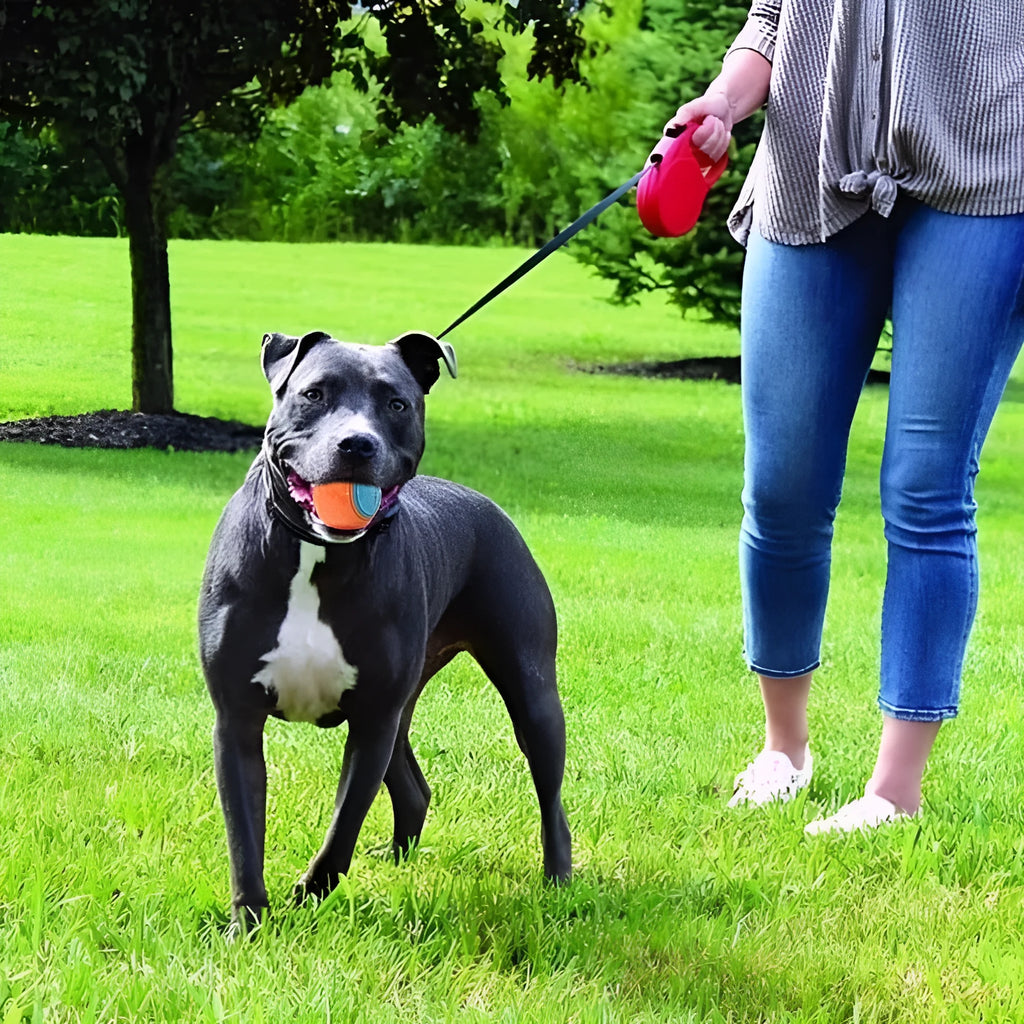 Red and blue TPR rubber dog training ball with sound, 6.5cm diameter