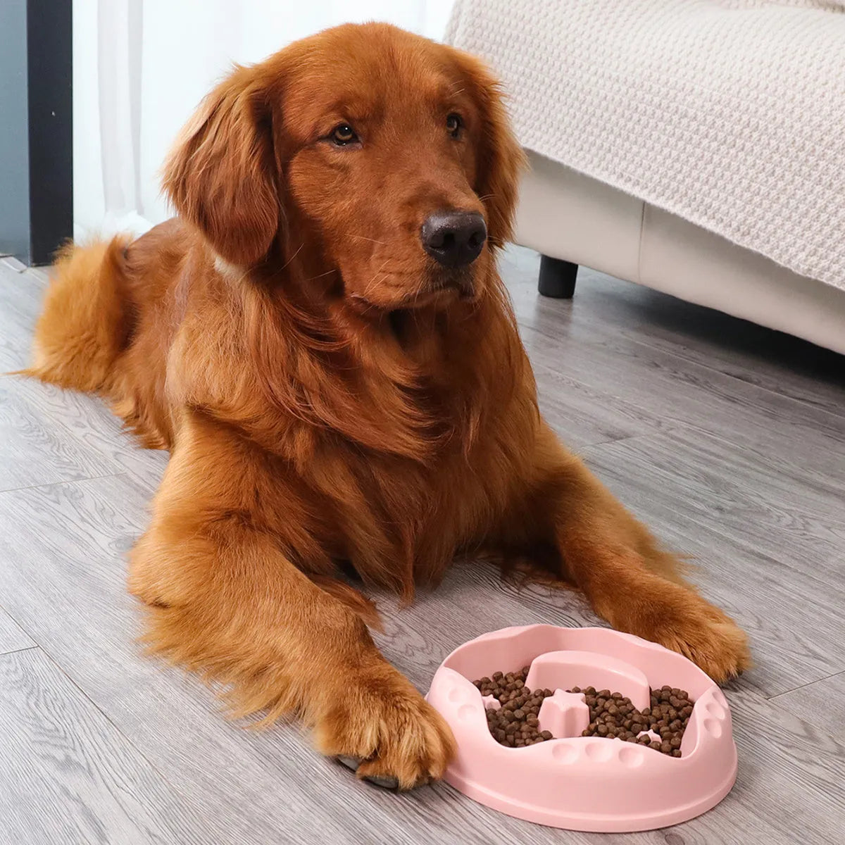 Moon star wings design slow feeder pet bowl in assorted colours on a non-slip base.