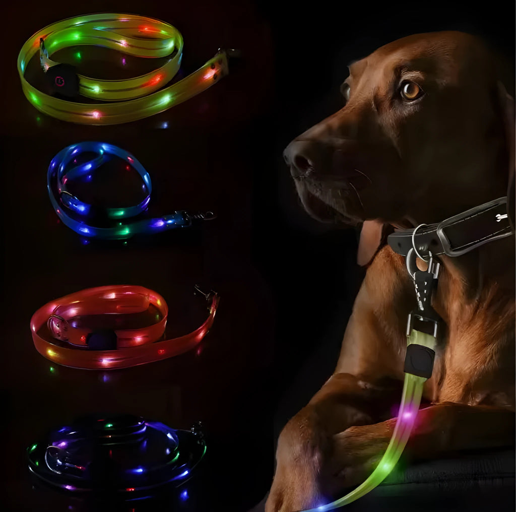 Luminous PVC dog collar with pet rope lead in fluorescent green colour option